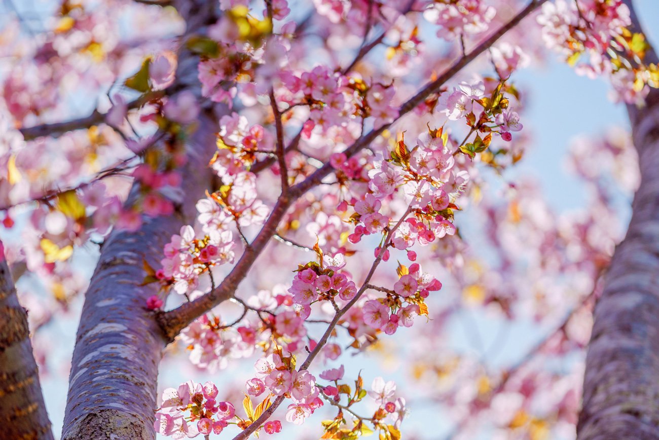 写真：美唄市,東明公園,桜