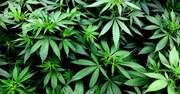 ヘンプ栽培解禁、大麻商品人気でブームの予感 ヘンプはもうけの大きい「ドル箱」作物になるか