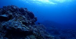 北極海で見つかった「400年近く生きる生物」がSNSで拡散される…その生物の正体は？本当に400歳？