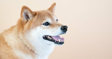 生類憐みの令の時代に「犬を殴っても構わない」「鳥獣殺生は自由」とされた特区とは?