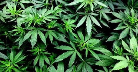 ヘンプ栽培解禁、大麻商品人気でブームの予感 ヘンプはもうけの大きい「ドル箱」作物になるか