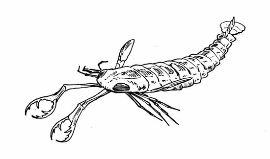 【大きなギョロ目と巨大なハサミ】カンブリア紀の「悪夢のような巨大生物」の衝撃の姿