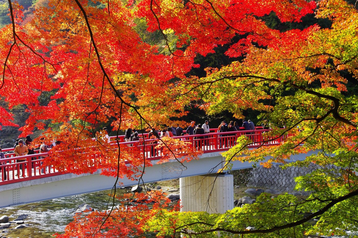 「愛知」絶景の秋!紅葉と四季桜「深紅淡紅」の大供宴!今しか見られない美満載【写真付き】
