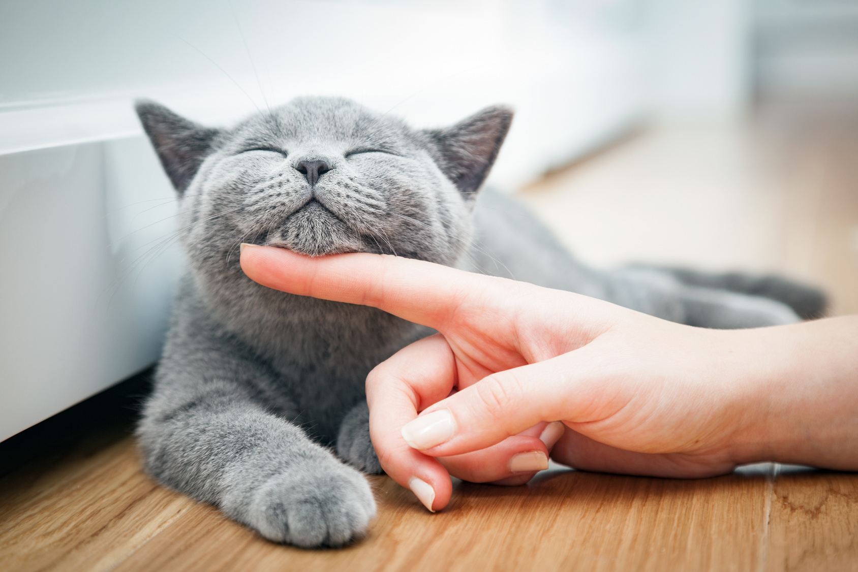フランスでベストセラー！　世界22ヵ国で翻訳！いい人間関係を長く続けるコツは、猫に学べば間違いない！