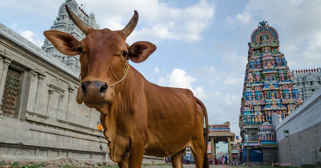 インド 牛