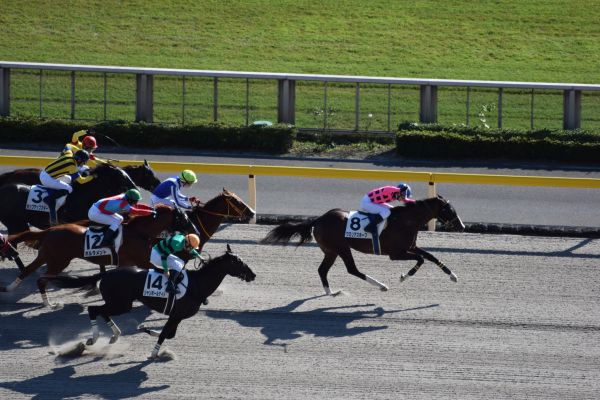 300mmの望遠レンズで撮影した競走馬