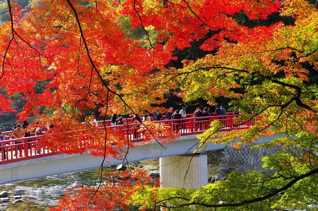 「愛知」絶景の秋！紅葉と四季桜「深紅淡紅」の大供宴！今しか見られない美満載【写真付き】