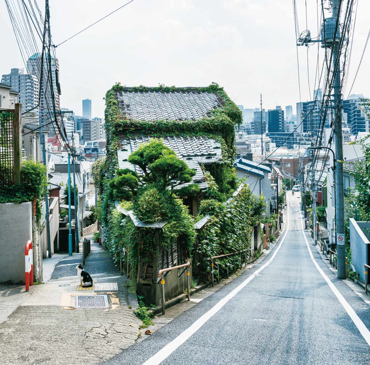 人はなぜ無意識に「Y字路」を作るのか?「専門家」の解説が面白すぎた!【写真多数】