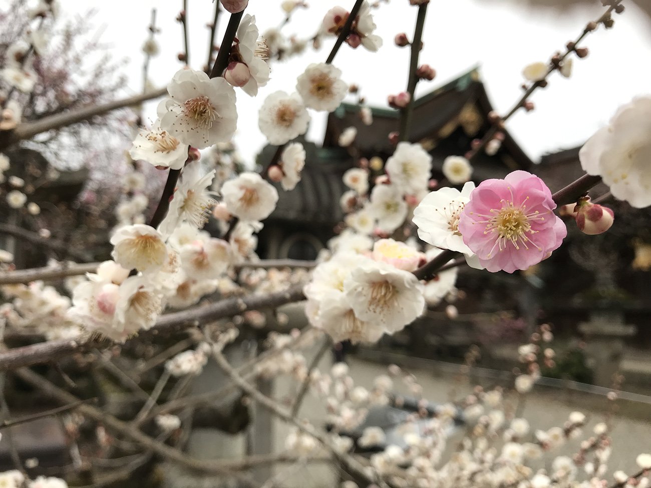 1本の枝に2色の梅が咲く北野天満宮(上京区)の珍種「源平咲き分け」