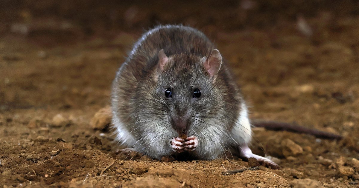 ペットのネズミの 「喜びの声」が聞ける「3万円で買える機器」とは？ - ニュースな本