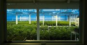 「大麻摘発」が過去最多、若年層で急増する乱用の実態とは