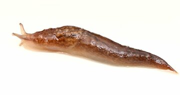 ニワトリ、ナメクジ、ゴキブリも…回し車があると走りだす「意外な生き物たち」