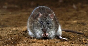 ペットのネズミの 「喜びの声」が聞ける「3万円で買える機器」とは？