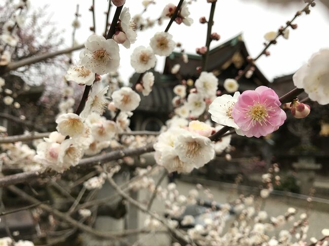 1本の枝に2色の梅が咲く北野天満宮（上京区）の珍種「源平咲き分け」