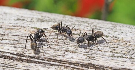 昆虫が「全身脱毛」したら起きる「悲しいこと」とは？