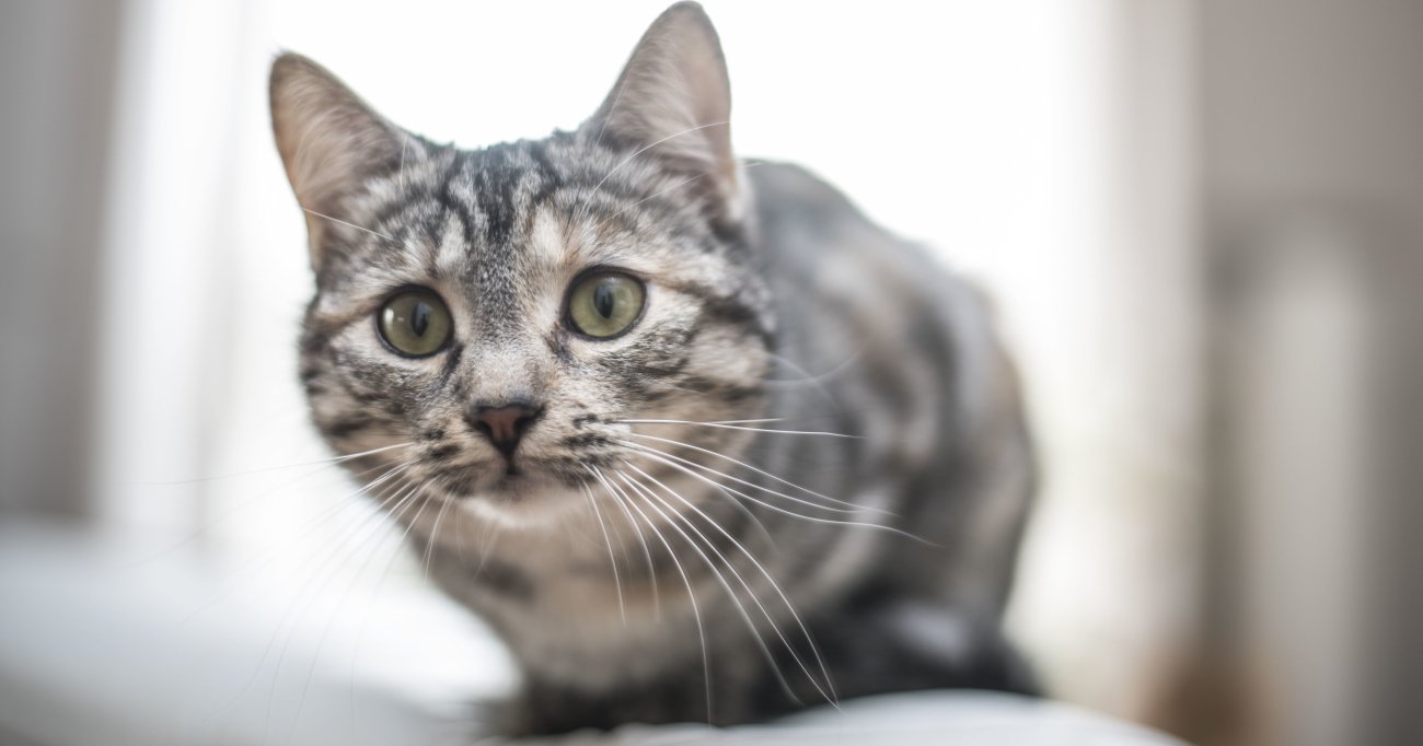 猫はなぜ飼い主のトイレまでのぞかずにはいられないのか?