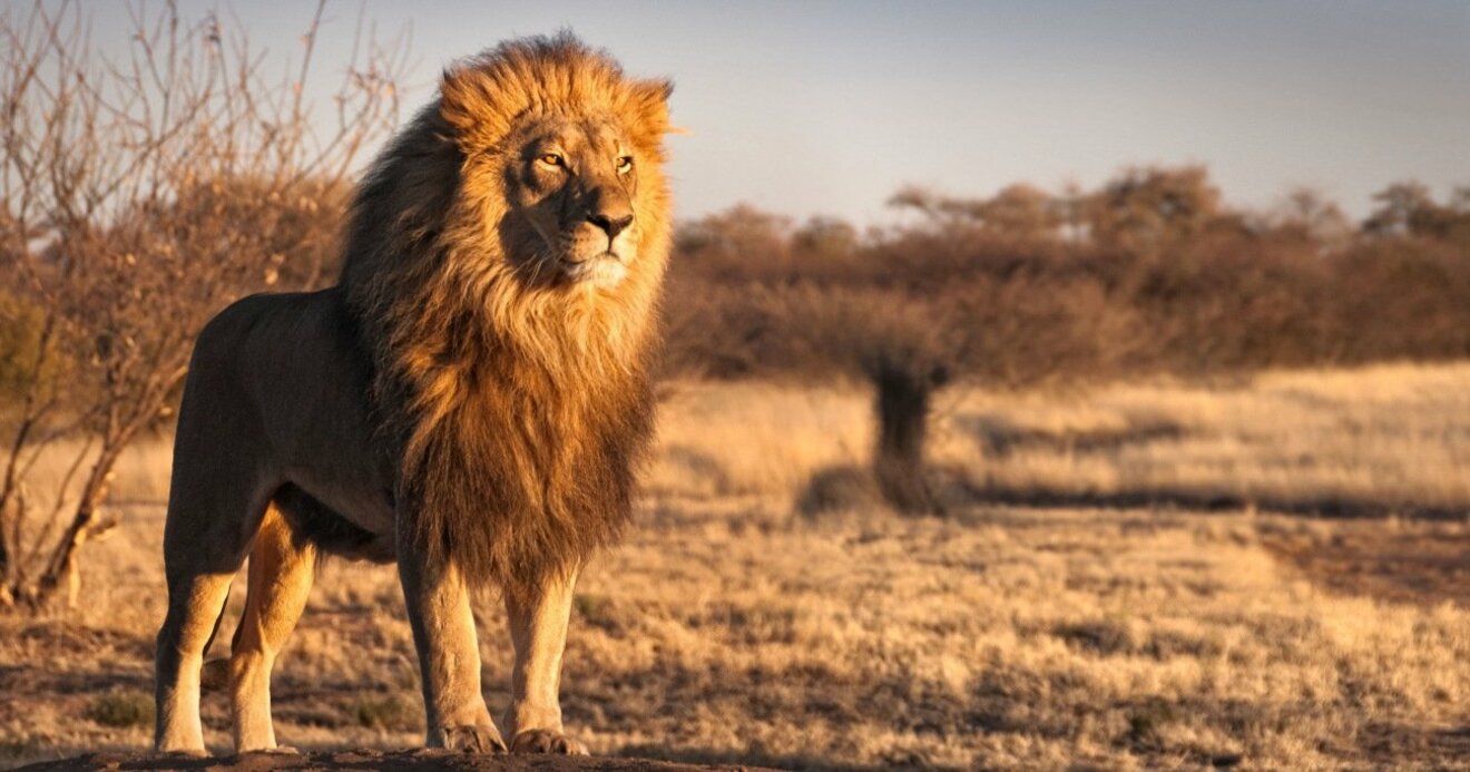 ライオンは地球で最も恐るべきハンター…超納得の4つの最恐の理由 ...