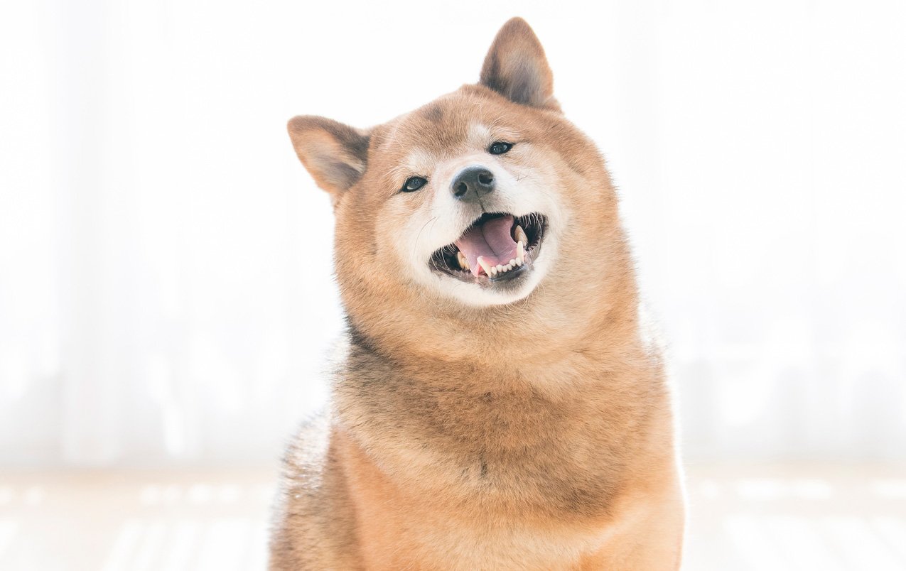犬の寿命
