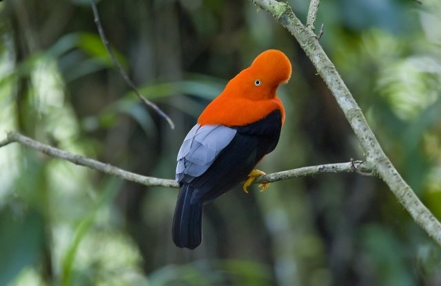 世界のユニークな鳥たち選 極彩色 飛べない 擬態する 地球の歩き方ニュース レポート ダイヤモンド オンライン