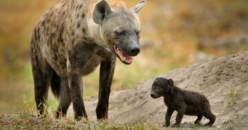 偽の陰茎を持ち、オスよりも攻撃的。王朝を築くハイエナのメスたち
