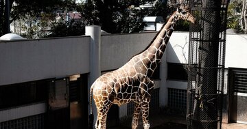 乱入してきたクロサイとウサイン・ボルトはどっちが速いか?