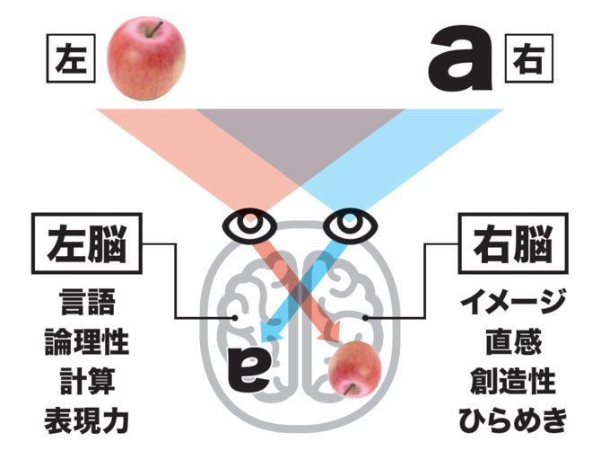 「画像=左」「テキスト=右」