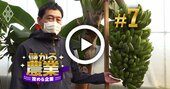 国産バナナがなぜ儲かる？超高収益農家に潜入！次の狙いは「国産コーヒー」【動画】