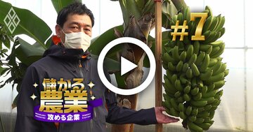国産バナナがなぜ儲かる?超高収益農家に潜入!次の狙いは「国産コーヒー」【動画】