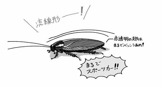 日本の代表的ゴキブリ6種の生態解説、実は「野外暮らし」が圧倒的多数派