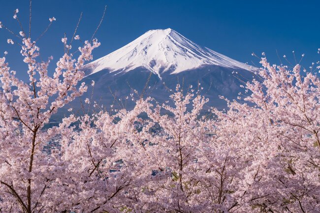 「富士山の登山料は1万円でもいい」日本文化研究家が力説する納得のワケ