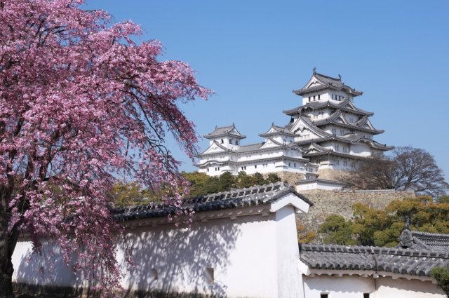 桜と姫路城のコラボレーション