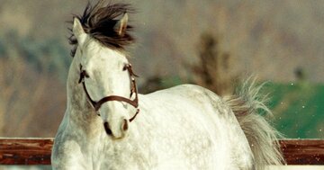 「種付けすらニュース」だった名馬オグリキャップ、その切なすぎる最期に胸が詰まる