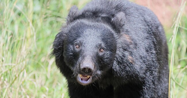 ツキノワグマによる襲撃事件
