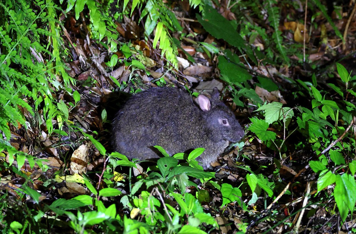 アマミノクロウサギ