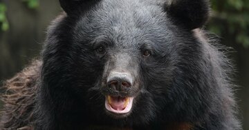 クマが「侵入したくなる建物」の特徴とは?クマの「意外な性質」と関係【専門家が指摘】