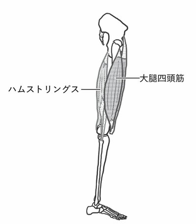 大腿四頭筋,ハムストリングス