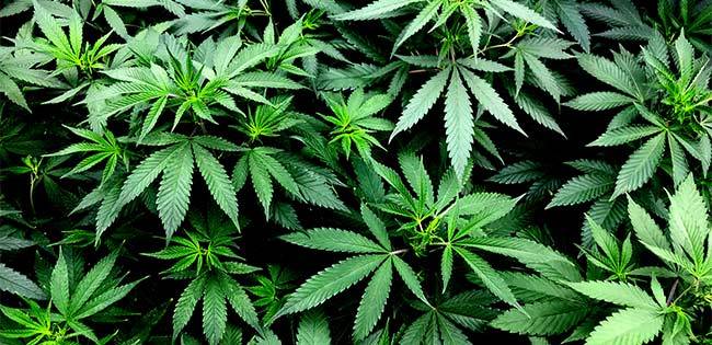 大麻