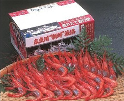 「新潟県糸魚川市」の「甘エビ(中)」