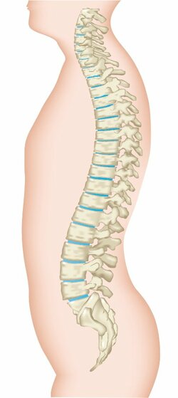 背骨は、お尻にある仙骨・尾骨を除く24個の椎骨が重なって、S字カーブを描きながら体を支えている