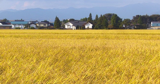 会津の五百万石の田んぼ