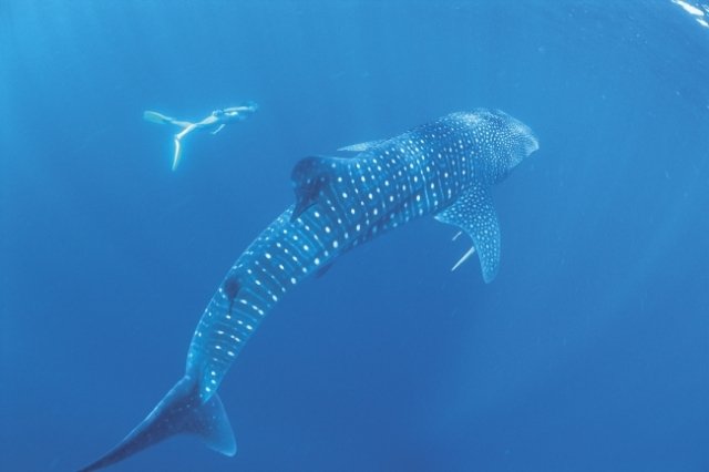 西オーストラリア州の絶景 ピンク色の湖 など地球の歴史を感じる7スポット 地球の歩き方ニュース レポート ダイヤモンド オンライン