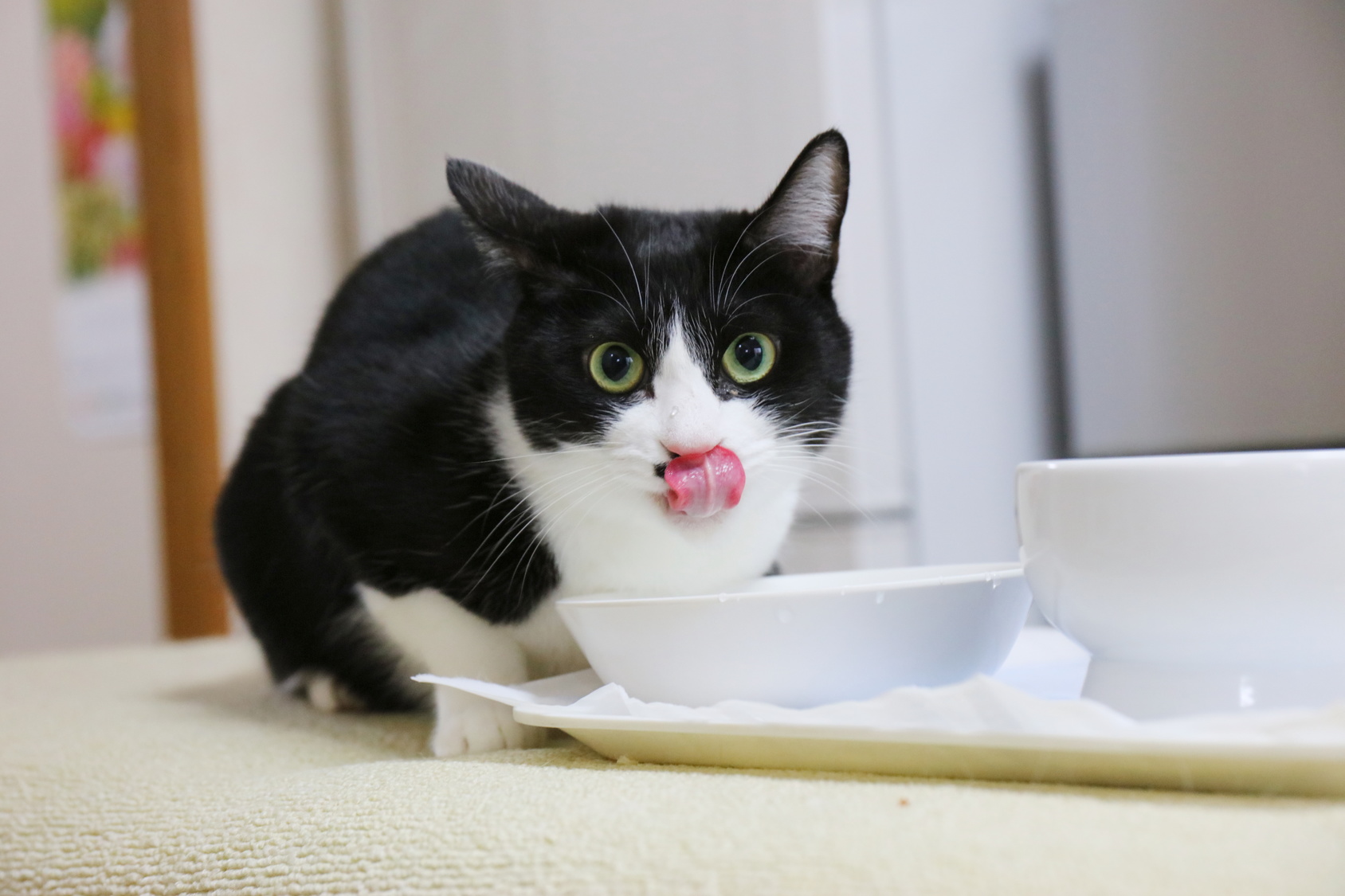 猫好きなら絶対わかる!猫は、人間の期待に応えないからこそ愛おしい。