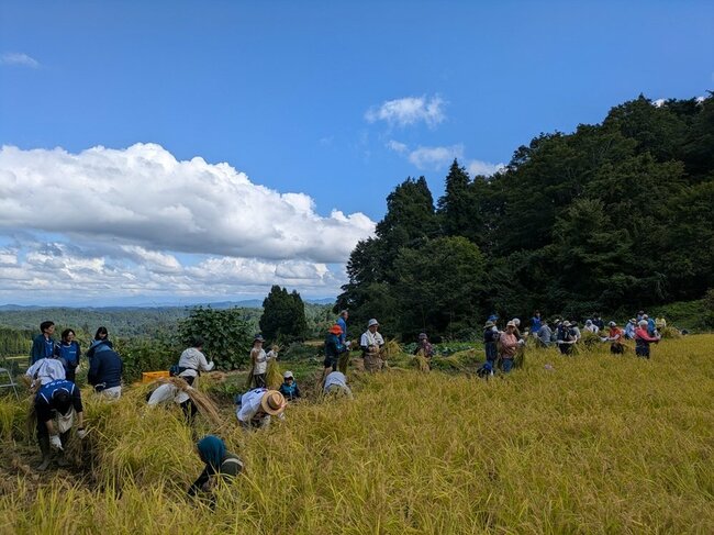 稲刈りの様子。田んぼは小高い丘に位置し、星峠の棚田が一望できる。
