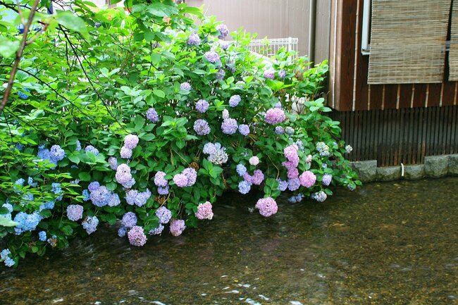雨の日には、高瀬川の畔に楚々と咲く紫陽花を巡るのも風流