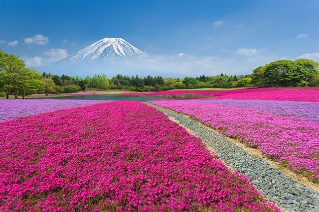 広大な敷地を埋め尽くすピンクの絨毯・芝桜&富士山