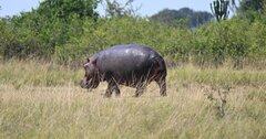 密猟者との闘い、ハゲワシが一役