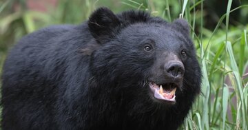 住宅地でも「クマと遭遇しやすい場所」の意外な特徴とは?【大規模データで判明】