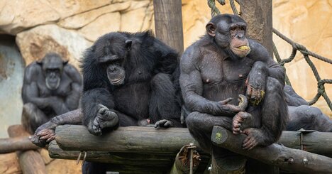 「動物は誰かのせいにしません」霊長類学者が語る、人間だけが持つ知性の「代償」