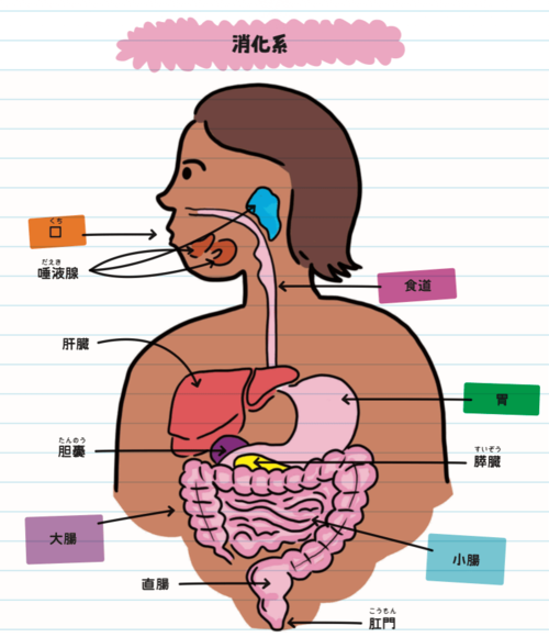 消化系が描かれた人体のイラスト
消化系
口、食道、胃、小腸、大腸