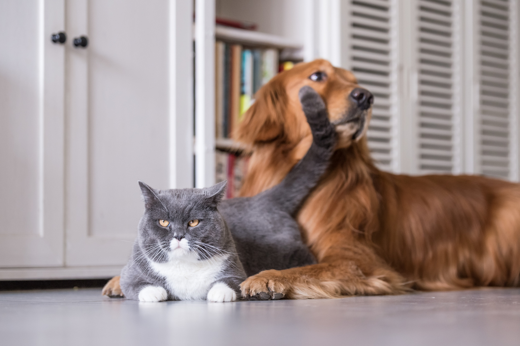 猫は誰になつくかを確実に選んでいる。その具体的な見極め方とは？全仏ベストセラーの猫本が教える、幸せに生きるヒント